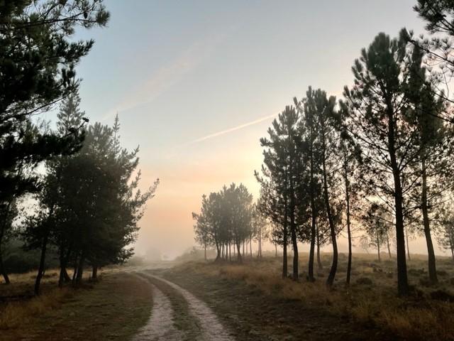 Decorative image of a road through trees and a dusky sky